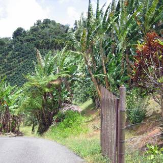 Adjuntas Puerto Rico wallpaper