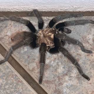 Arizona blonde tarantula wallpaper