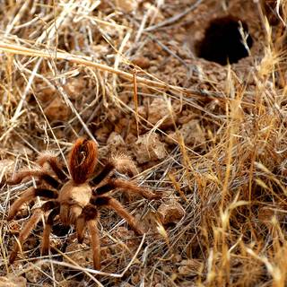 Arizona blonde tarantula wallpaper