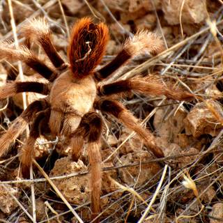 Arizona blonde tarantula wallpaper