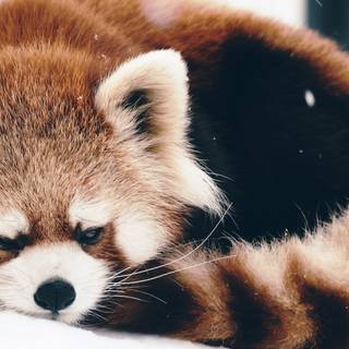 Kawaii red panda wallpaper