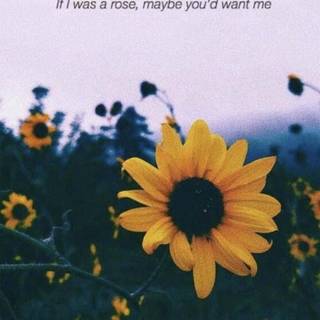 Sunflower quotes wallpaper