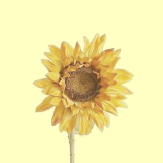 Sunflower quotes wallpaper