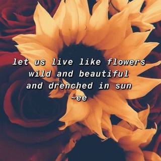 Sunflower quotes wallpaper