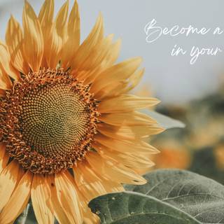 Sunflower quotes wallpaper