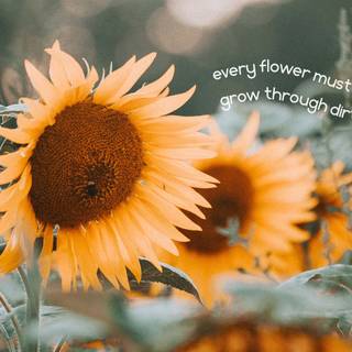Sunflower quotes wallpaper