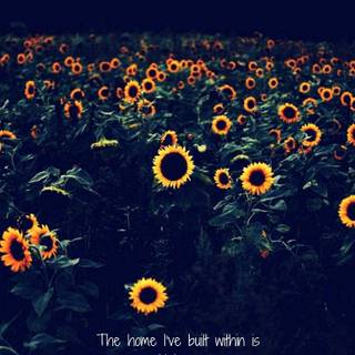 Sunflower quotes wallpaper