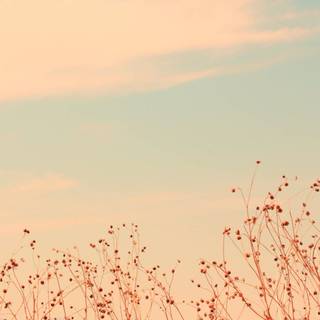 Aesthetic warm desktop wallpaper