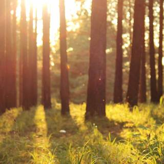 Aesthetic warm desktop wallpaper