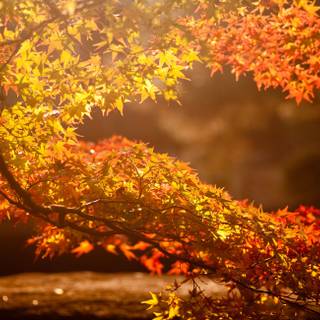 Aesthetic warm desktop wallpaper