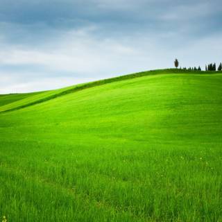 Green farm wallpaper