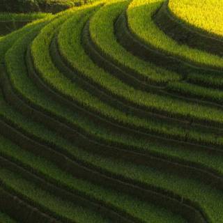 Green farm wallpaper