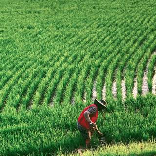 Green farm wallpaper