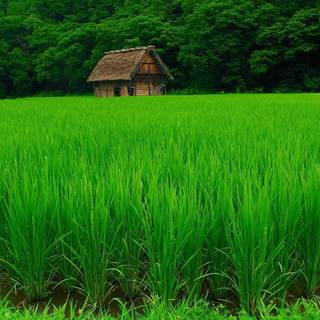 Green farm wallpaper