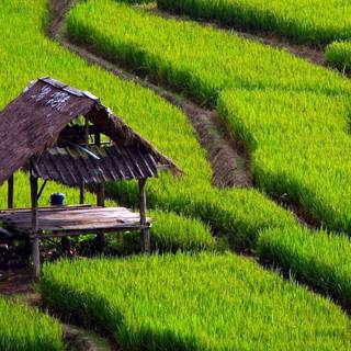 Green farm wallpaper