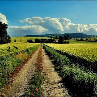 Green farm wallpaper