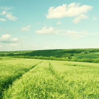 Green farm wallpaper