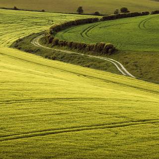 Green farm wallpaper