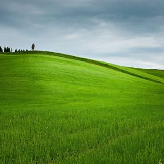 Green farm wallpaper