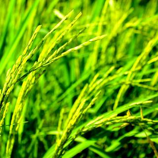 Green farm wallpaper