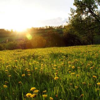 Meadow spring wallpaper
