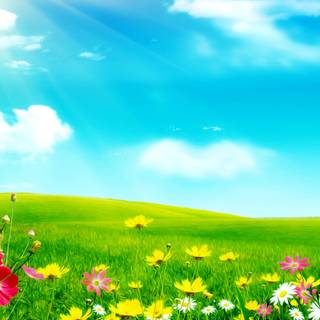 Meadow spring wallpaper