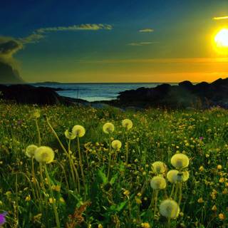 Meadow spring wallpaper