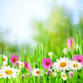 Meadow spring wallpaper