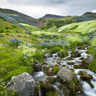 Meadow spring wallpaper