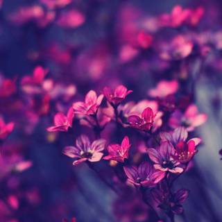 Desktop purple wallpaper