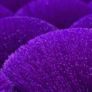 Desktop purple wallpaper