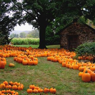 Autumn pumpkin field desktop wallpaper
