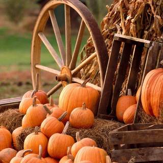 Autumn pumpkin field desktop wallpaper