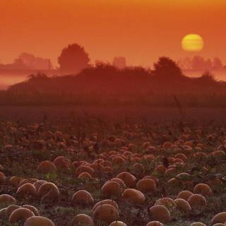 Autumn pumpkin field desktop wallpaper