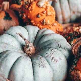 Autumn pumpkin field desktop wallpaper