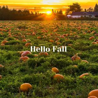 Autumn pumpkin field desktop wallpaper