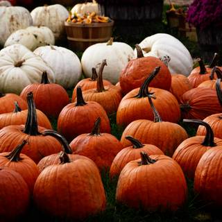 Autumn pumpkin field desktop wallpaper