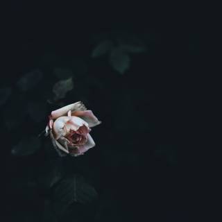 Dying flower wallpaper