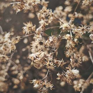 Dying flower wallpaper