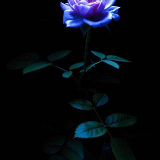 Dying flower wallpaper