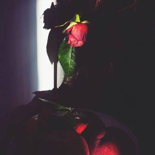 Dying flower wallpaper