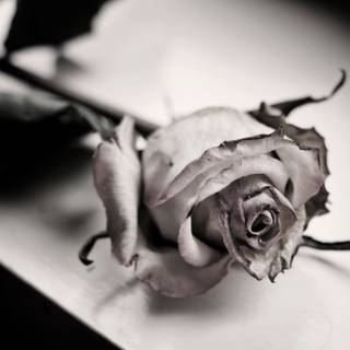 Dying flower wallpaper