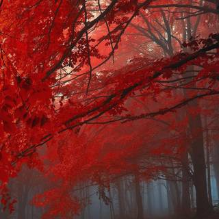 PS4 autumn wallpaper