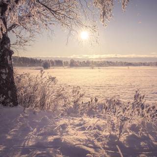 Frozen fields wallpaper