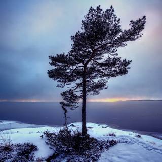 Frozen fields wallpaper