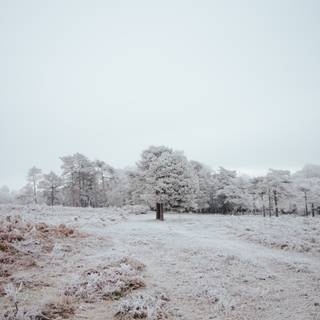 Frozen fields wallpaper