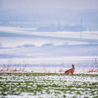 Frozen fields wallpaper