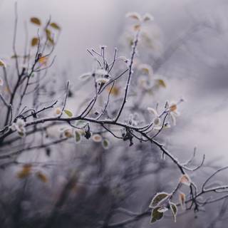 Frozen fields wallpaper