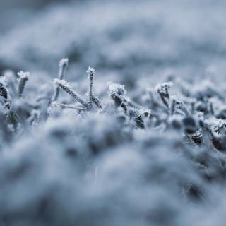 Frozen fields wallpaper