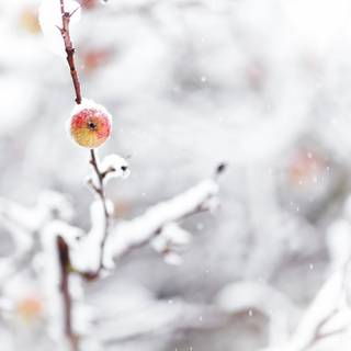 Frozen fields wallpaper